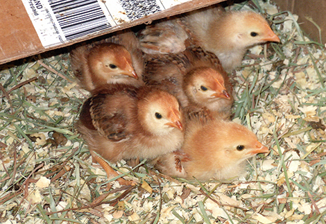 Raising Free-Range Chickens in Andover
