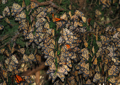 Andover Naturally: Monarch Migration