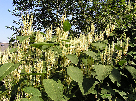 Invasive Knotweed Discovered at Transfer Station