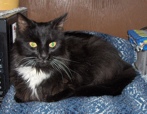 Franklin Animal Shelter Pet of the Month: Stormy