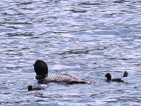 Two Loon Chicks Hatched on Bradley Lake