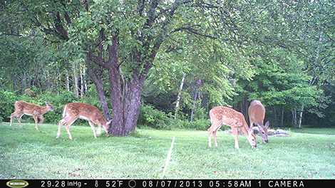 Doe and her Fawns are Regular Visitors to this Andover Yard
