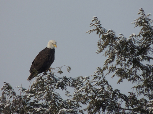 Andover Naturally: Eagle Sightings Continue