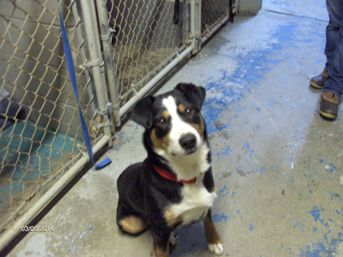 Franklin Animal Shelter Pet of the Month: Jasper