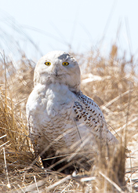 Snowy Owls Spotted in New Hampshire