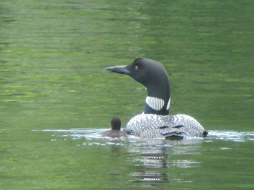 Highland Lake Welcomes a Baby Loon!