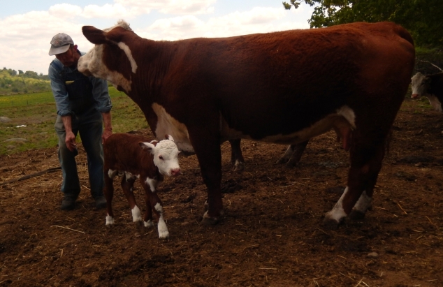Life in Andover: New-Born Calves in the Spring