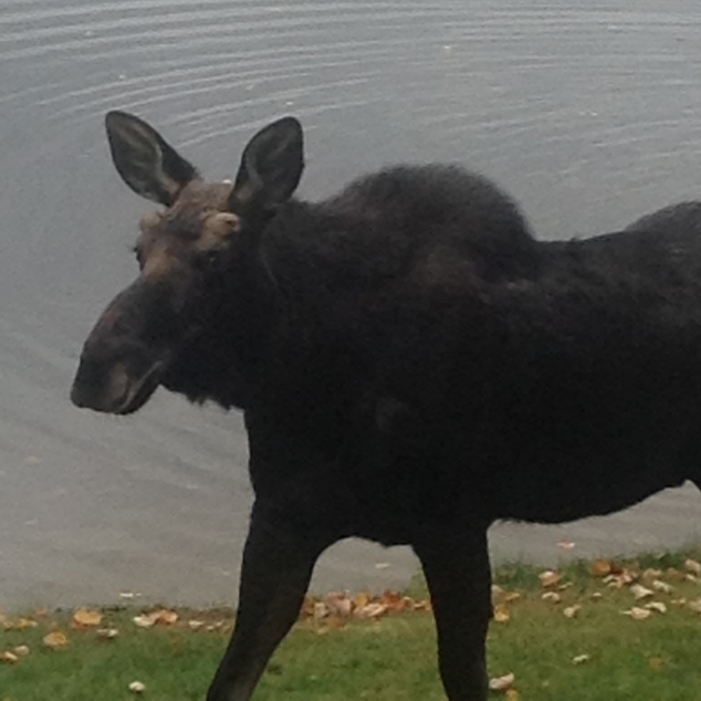 Moose on the Loose at Highland Lake