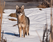 The Real Eastern Coyote