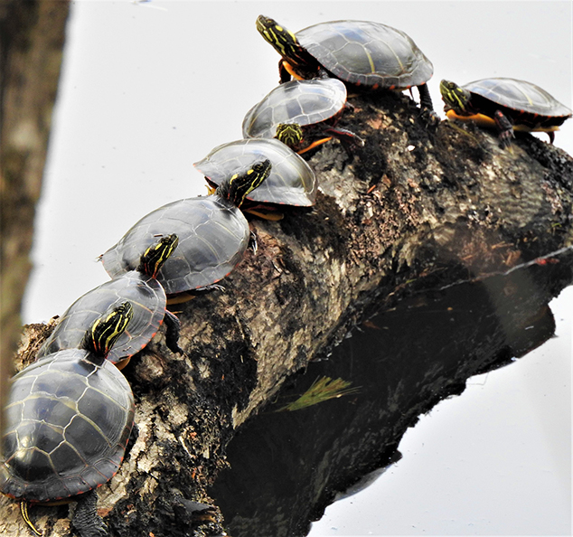  Turtles Basking in the Sun