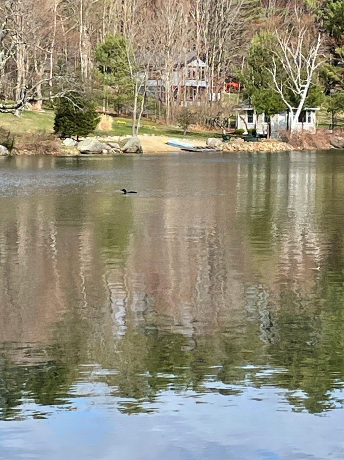 A Lone Loon is Seen Drifting on Highland Lake