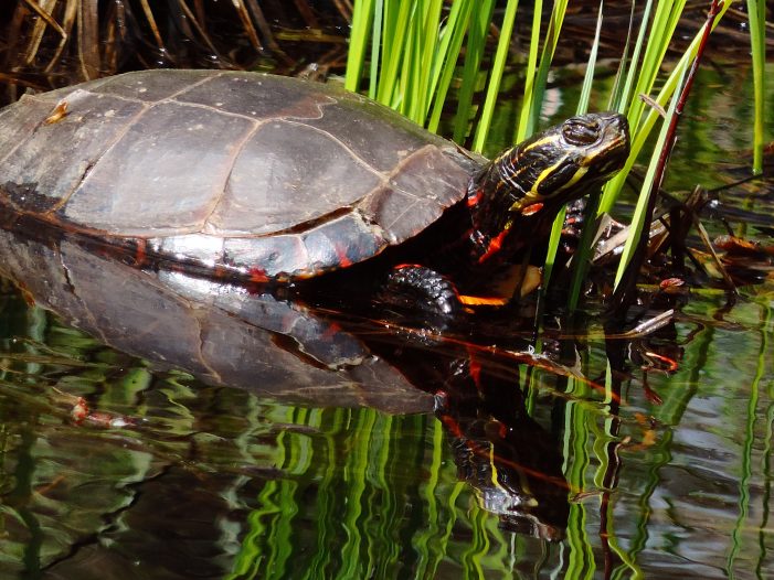 Snapping Turtle Practices Social Distancing
