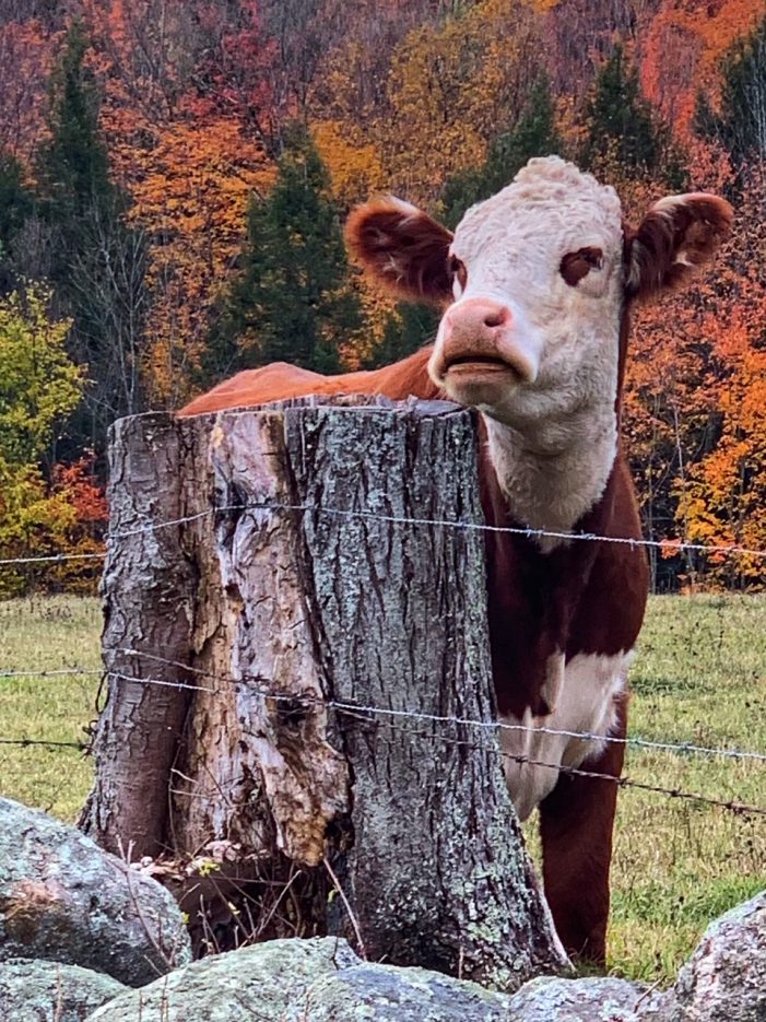 A Hersey Farm Cow Poses with a Backdrop of Fall Folliage