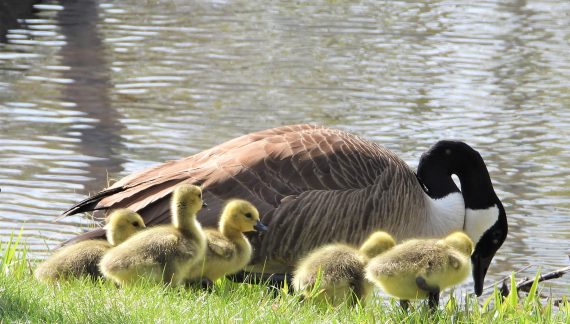 A Goose Cares for her Goslings on the Shore of Highland Lake