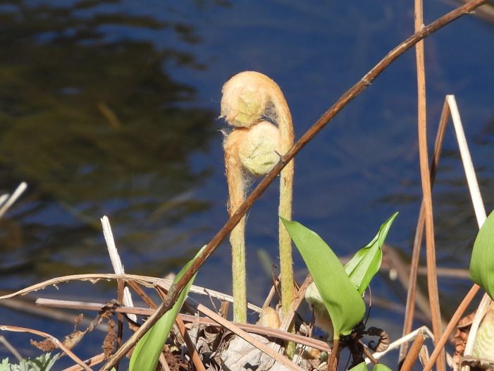 Fiddlehead Ferns Pop Up Everywhere This Time of Year