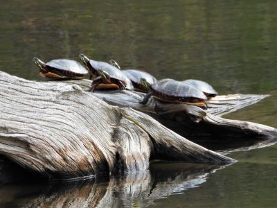 Turtles Sun Themselves on a Log on Emery Pond