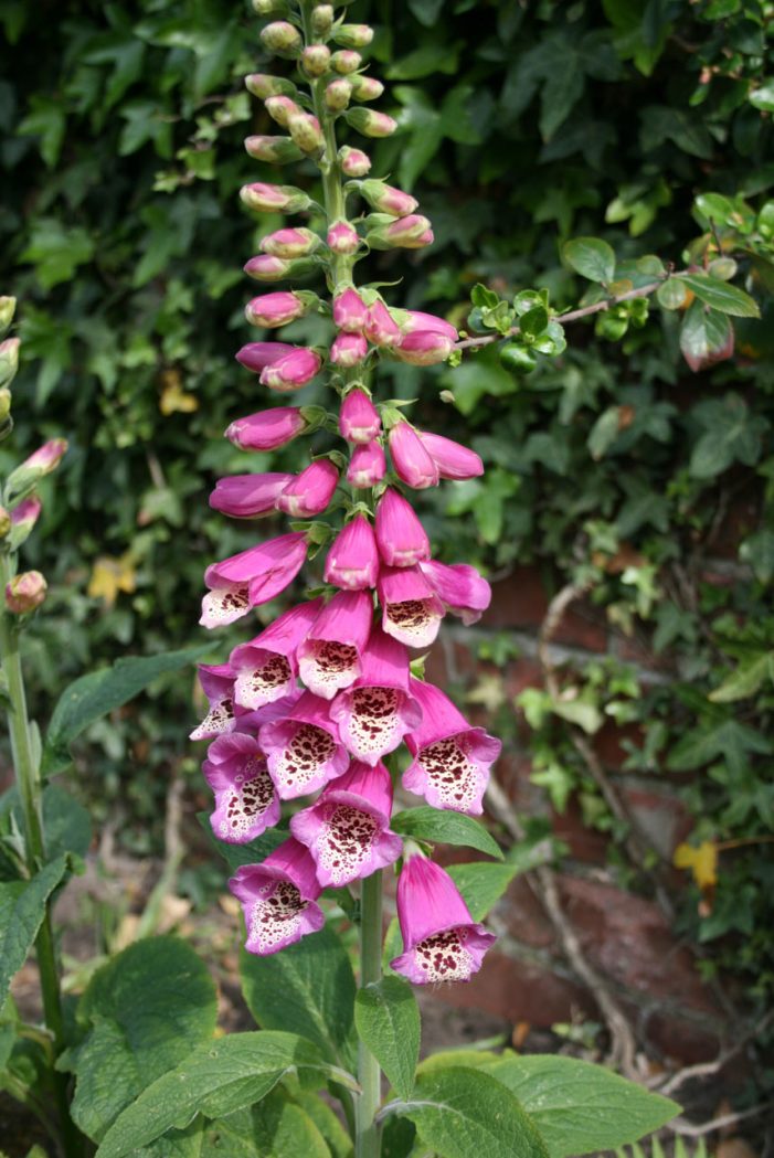Foxglove is Pretty, but Causes Reactions in Humans and Animals