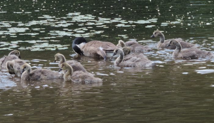 Goslings Grow Fast (Compare to June Beacon, Page 18)