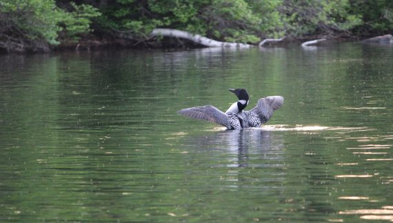 Loon Creates a Spectacle with Flapping Wings