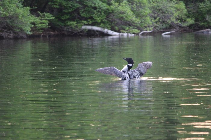 Loon Creates a Spectacle with Flapping Wings