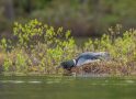Loon Preservation Committee Urges Public to Give Nesting Loons Space