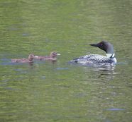 Highland Lake Loon Chicks Continue to Grow and Thrive