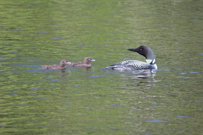 Highland Lake Loon Chicks Continue to Grow and Thrive