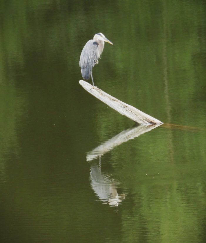 Great Blue Heron Rests on Limb in Emory Pond