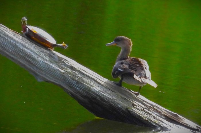 Duck Eyes Turtle Sharing Log on Emery Pond