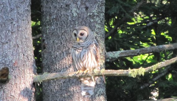 A Curious Barred Owl Fledgling Responds to Mimicked Call