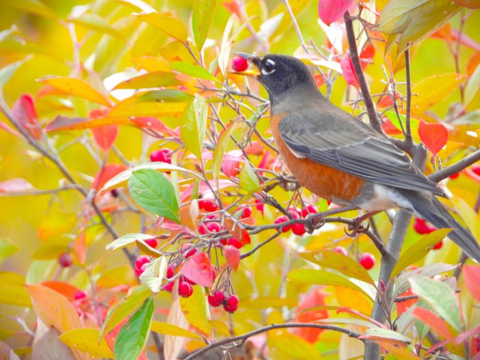 Robin Raids a Chokeberry Bush in Colorful Fall Sighting