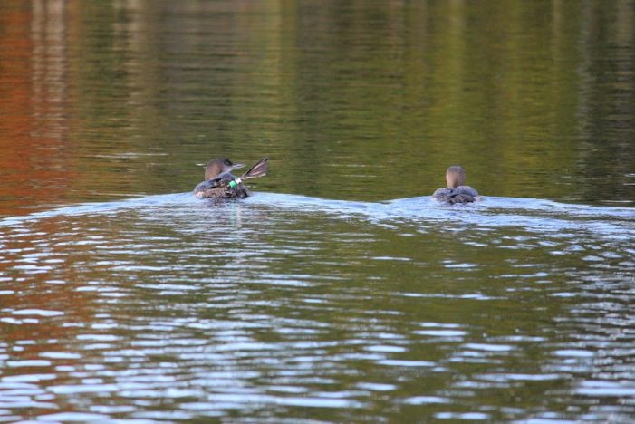 Loon Babies Make an Appearance; Identified by Leg Band
