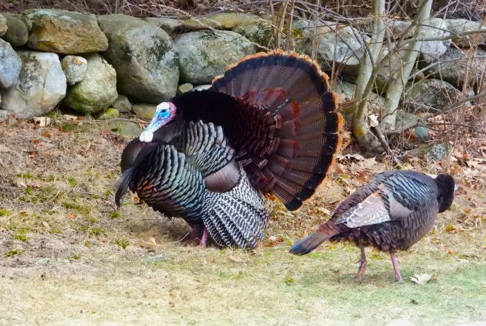 A Turkey Shows Off His Plumage During Spring Ritual