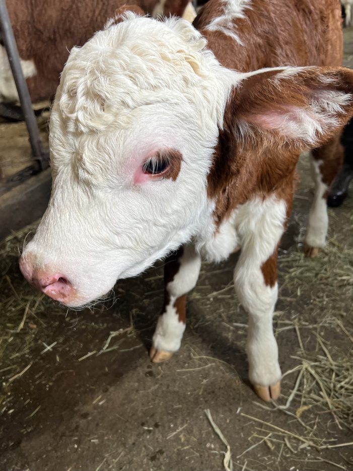 Spring Calf Makes Her Appearance at Hersey Farm