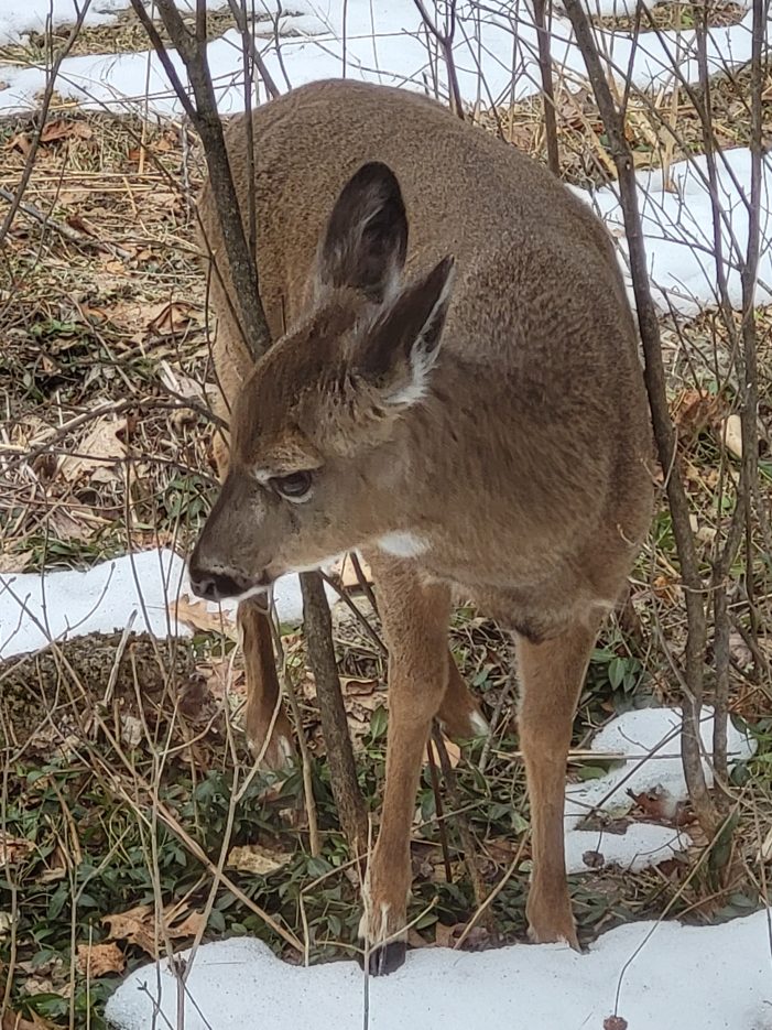 White-Tail Deer Grazes on Periwinkle in East Andover