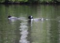 Banded Loon Pair Returns to Highland Lake on “Ice Out” Day