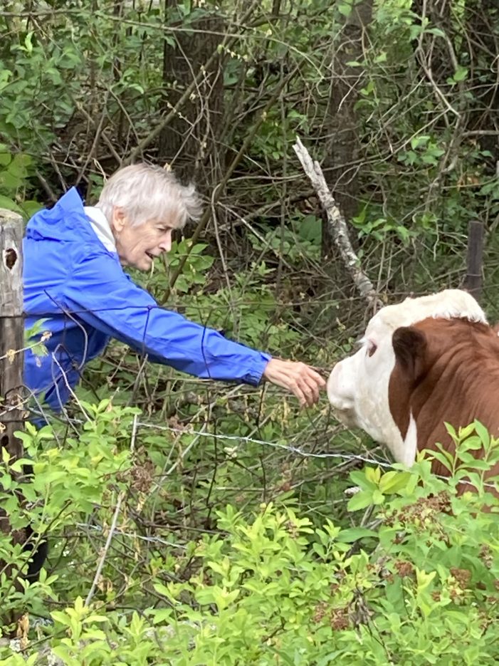 Friendly Cow Lures Walker Over to Fence for Nose Rub