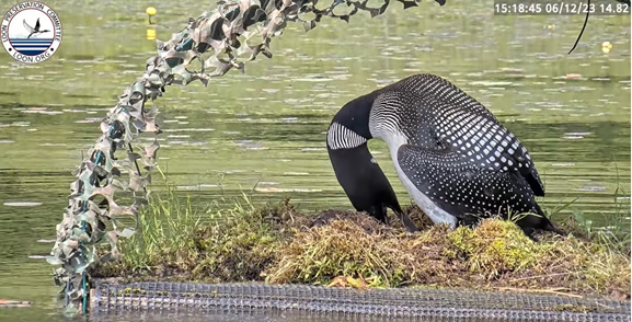 Live Loon Cam Streaming from New Hampshire