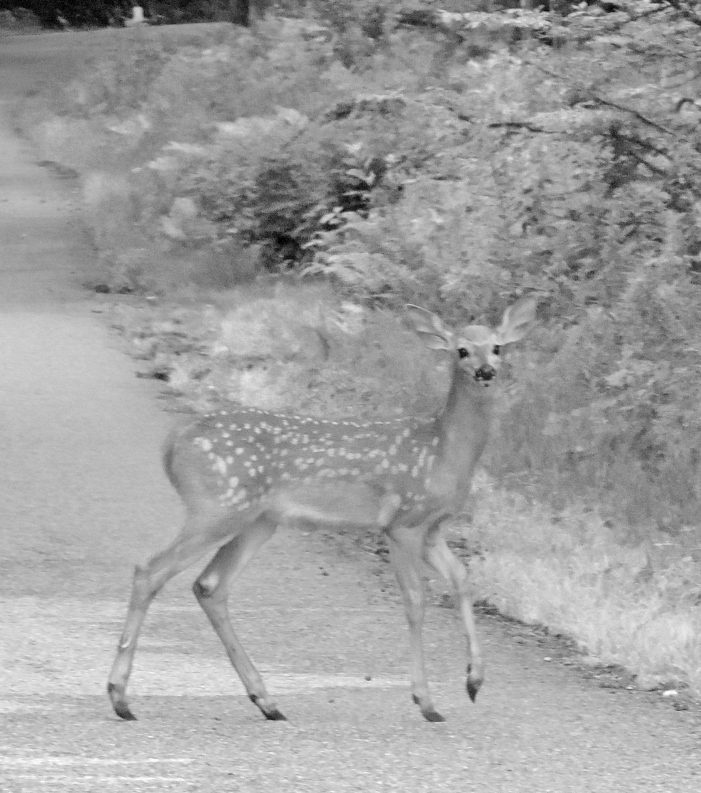A Fawn Takes His First Road Trip on Chase Hill Road