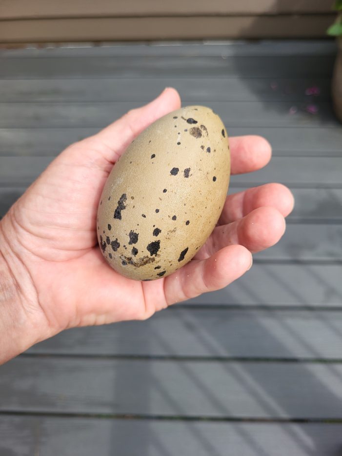 Loon Egg that Did Not Hatch
