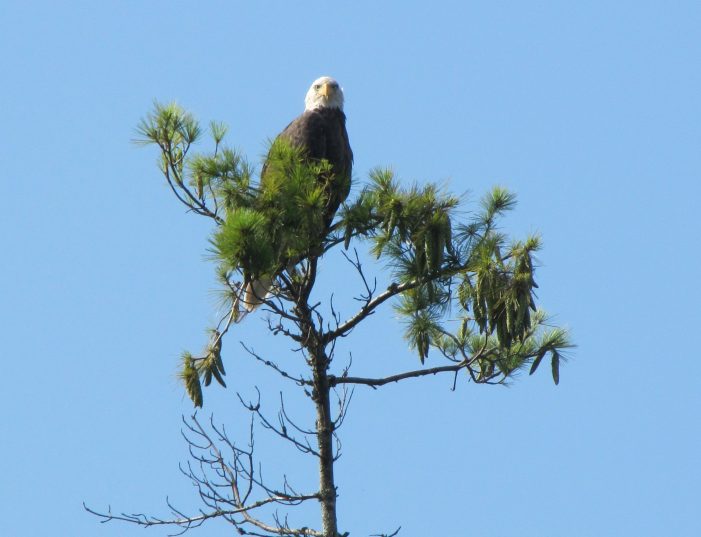 Bald Eagle Watches Highland Lake Loon Chicks