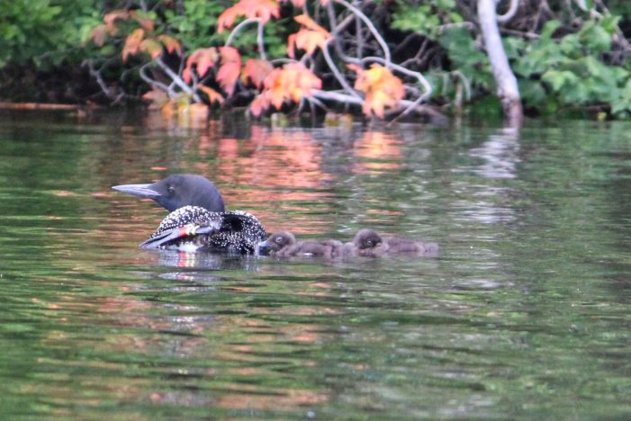 Highland Lake Loon Chicks Thriving in Spite of Predators