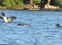 Loon Chicks on Highland Lake Seven Weeks Old