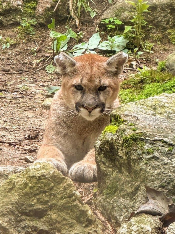 Science Center Mountain Lions Settled In