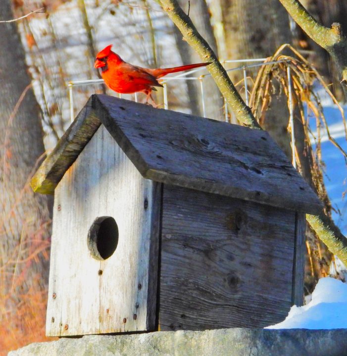 A Cardinal Stakes a Claim on a Random Birdhouse