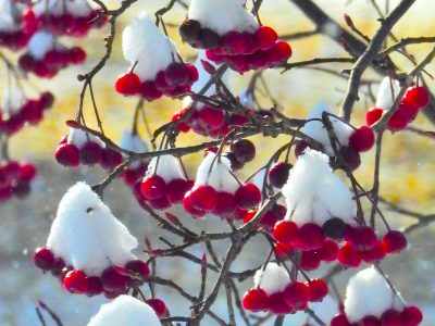 Snow on Berries Looks Like Miniature Snow Cones