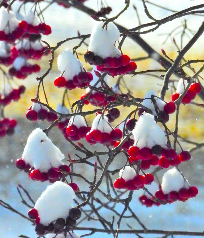 Snow on Berries Looks Like Miniature Snow Cones