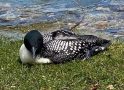 Early Loon Death from Lead Tackle Ingestion