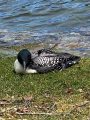 Early Loon Death from Lead Tackle Ingestion