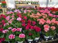 Wilmot Garden Club to host Annual Plant Sale
